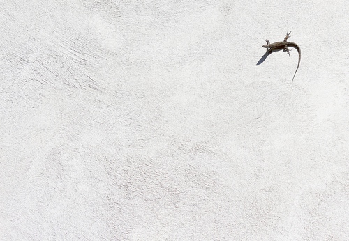 Immagine con lucertola, muro, ombra, bianco, minimalismo, bianconero, animale