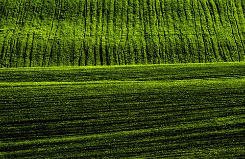 Immagine con verde, erba, prato, strisce, minimalismo, campo, nero, terra, natura