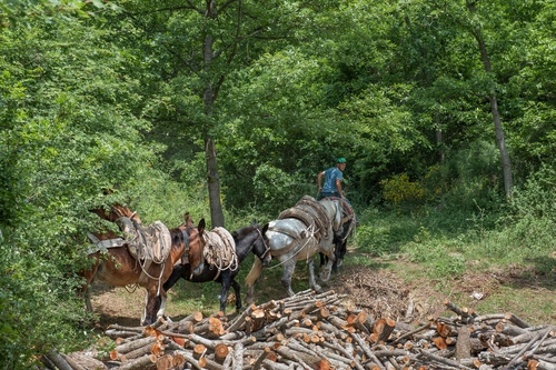 Immagine con bosco, legna, alberi, cavalli, verde, asini, boscaiolo, animali