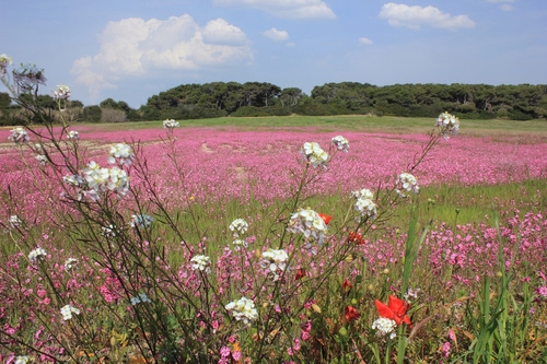 Immagine con fiori, rosa, campo, alberi, bianco, nuvole, paesaggio, bianchi