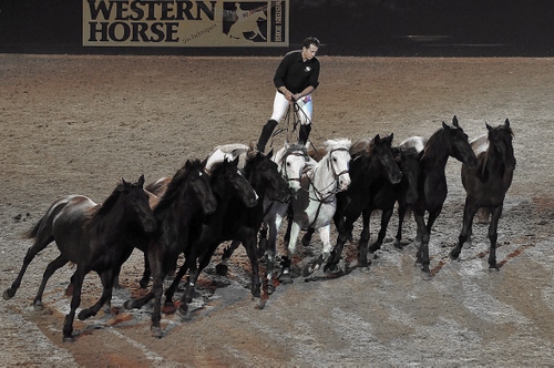 Immagine con cavalli, cavaliere, bianco, circo, neri, bianchi, animali, nero, stivali, domatore, pista, sabbia, spettacolo, zampe, cavallerizzo, fantino, esibizione, insegna, criniere, corsa