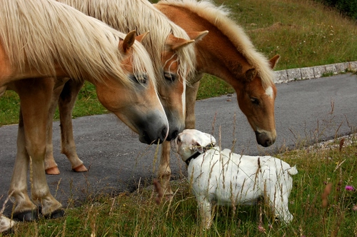Immagine con cavalli, cane, strada, erba, animali, bianco, tre, musi, zampe, criniere, occhi, orecchie, criniera, prato, incontro