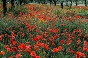 papaveri, rosso, fiori, alberi, campo, prato, erba, verde