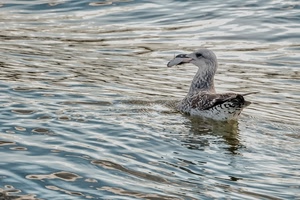 pesce, acqua, gabbiano, mare, uccello, becco, lago, riflessi
