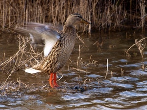 ali, acqua, anatra, becco, volo, germano, piume, zampe, canne