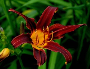fiore, petali, verde, foglie, pistilli, rosso, giallo, corolla, giglio, macro, stami, pistillo, boccioli, arancione, fiori, bocciolo