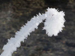 bianco, ghiaccio, brina, cristalli, freddo, inverno, ramo, foglie, soffice, neve