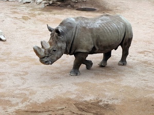 rinoceronte, animale, grigio, corno, zampe, corni, mammifero, corna, quadrupede, orecchie, terra, occhio, grosso, occhi, quattro, terreno