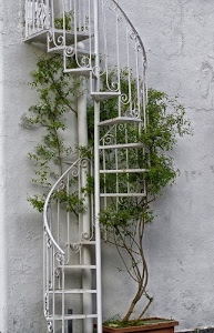 scala, pianta, chiocciola, muro, bianco, scalini, vaso, verde, ferro, rampicante, gradini, ringhiera, foglie, spirale, corrimano