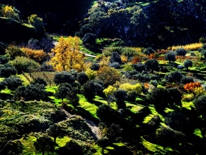 verde, alberi, autunno, strada, panorama, giallo, prati, erba, contrasto