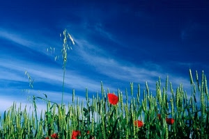 papaveri, cielo, verde, grano, spighe, blu, azzurro, rosso, fiori