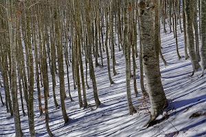 tronchi, neve, alberi, inverno, bosco, ombre, bianco, rami, legno, freddo