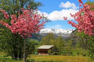 casa, fiori, alberi, montagna, montagne, nuvole, rosa, prato, verde, panorama, cielo, piante