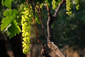 uva, verde, vite, foglie, grappolo, acini, grappoli, marrone, frutta, giallo, tralci, chicchi, rami