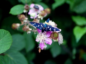farfalla, fiore, blu, ali, verde, fiori, foglie, pois, natura, macro, insetto