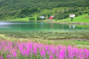 fiori, lago, alberi, case, montagna, acqua, lilla, verde, panorama, paesaggio, rosa