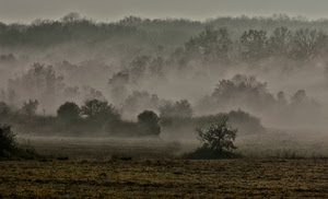 nebbia, alberi, campo, piante, inverno, prato, paesaggio, rami, bosco