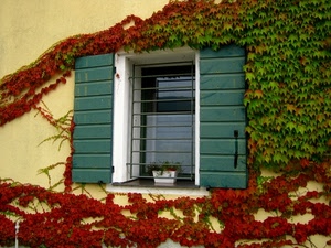finestra, verde, rosso, edera, rampicante, vaso, imposte, persiane, autunno, vite, ante