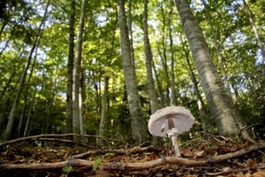 fungo, bosco, alberi, rami, verde, sottobosco, foglie