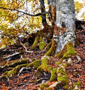 muschio, radici, foglie, alberi, albero, bosco, rami, autunno, tronco