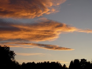 nuvole, alberi, cielo, tramonto, controluce, azzurro, piante, silhouette, colori