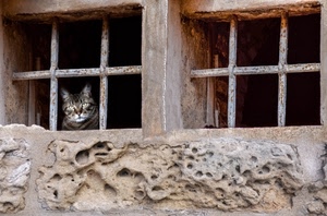 gatto, finestre, due, muro, grate, sbarre