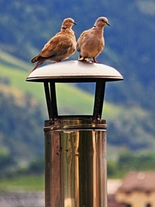 uccelli, comignolo, due, marrone, becco, camino, animali, sfocato, volatili