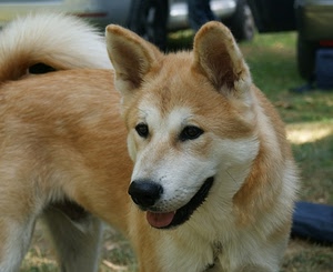 cane, orecchie, lingua, muso, pelo, animale, coda, animali, occhi, bianco