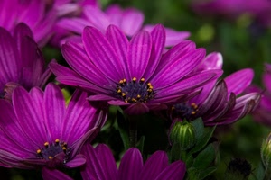 fiori, petali, verde, viola, foglie, giallo, pistilli, macro, corolla, piante, corolle