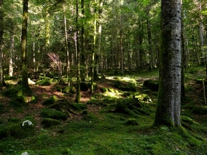 alberi, bosco, verde, erba, tronchi, rami, muschio, foglie, vegetazione, luce, foresta