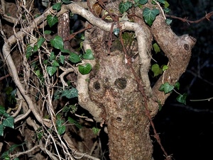 foglie, rami, verde, albero, tronco, occhi, radici, legno, pianta
