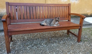 gatto, panchina, legno, animale, tigrato, grigio, muro, marrone, micio, felino, ghiaia, panca, giallo, sdraiato, sassi