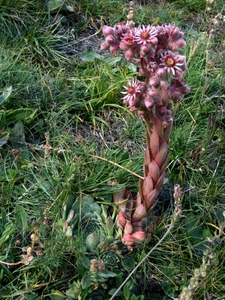 erba, verde, fiori, pianta, fiore, natura, rosa, prato, viola