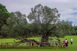 persone, prato, albero, verde, staccionata, cielo, recinto, nuvole, ulivo, rami, alberi