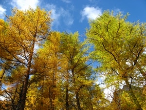 alberi, cielo, autunno, nuvole, rami, foglie, giallo, bosco, verde, colori, tronchi