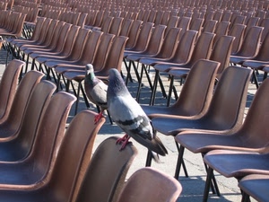 sedie, piccioni, due, uccelli, colombi, marrone, becco, file