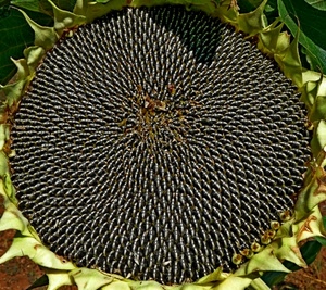 girasole, semi, verde, fiore, macro, natura, nero, pattern, cerchio, foglie, tanti, corolla, grigio, petali