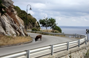 mare, strada, lampione, animale, curva, nuvole, roccia, guardrail, rocce, cielo, acqua, alberi, montagna, albero, curve, verde, erba, piante