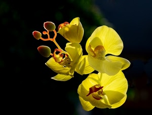 giallo, petali, orchidea, nero, fiori, boccioli, orchidee, macro, fiore, ombre, rosso, sfocato