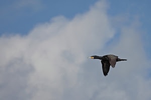 uccello, cielo, ali, nuvole, volo, volatile, volare, becco, azzurro
