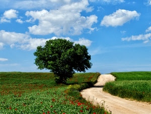 albero, strada, nuvole, papaveri, cielo, prato, verde, erba, campagna, paesaggio, fiori